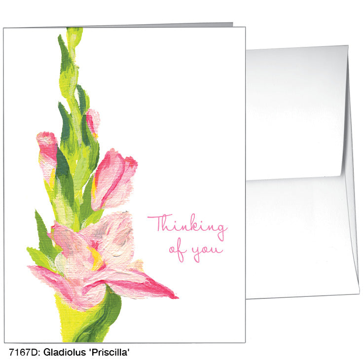 Gladiolus 'Priscilla', Greeting Card (7167D)