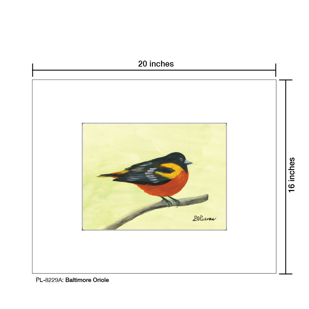 Baltimore Oriole, Print (#8229A)