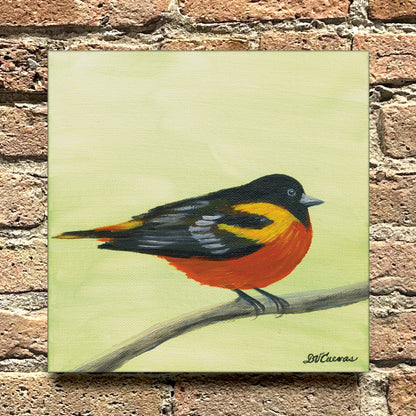 Baltimore Oriole, Original