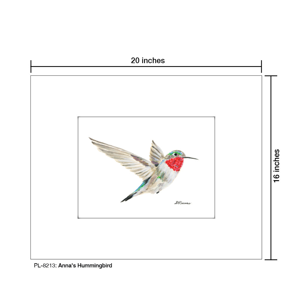 Anna's Hummingbird, Print (#8213)